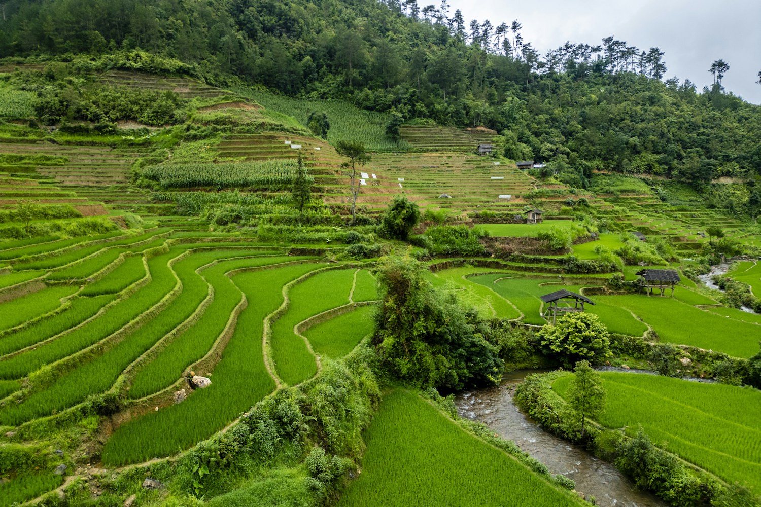 Những thửa ruộng bậc thang xanh ở Mù Cang Chải